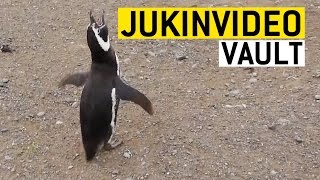 Crazy Animals Part 2 from the JukinVideo Vault