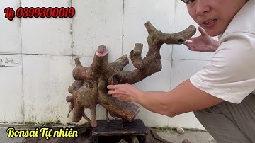 Siêu phẩm cây Chòi mòi lá dài trái giao lưu 25-04 .|. Bonsai Tự nhiên