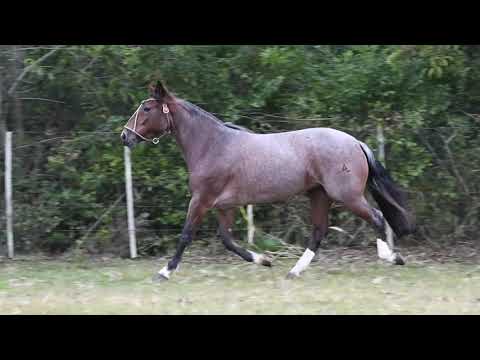 Lote 45 - Venda Vertical - Cabocla da Quatro Linhas-TE