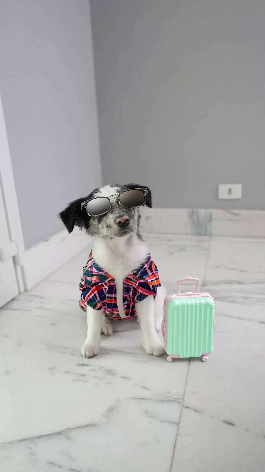 QUANDO VOCÊ TEM UM CACHORRO NOVO #GoogleBrasil