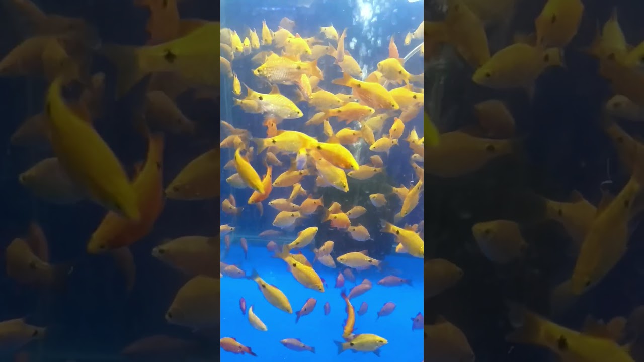 Rosy Barb Fish Care Tips