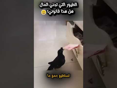 الطيور التي تجني المال هل هذا قانوني   ابداع ترند ضحك معلومات 