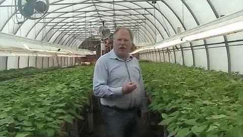 Amblyseius Neoseiulus fallacis : Applied Bio-nomics Ltd.