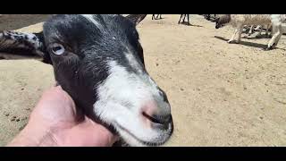 Lakewood barnyard buddies