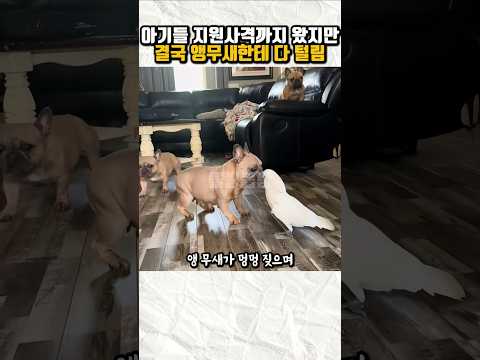 "멍멍!" 짖는 앵무새 등장에 멘붕 온 강아지 가족#앵무새 #프렌치불독 #강아지 #Shorts thumbnail
