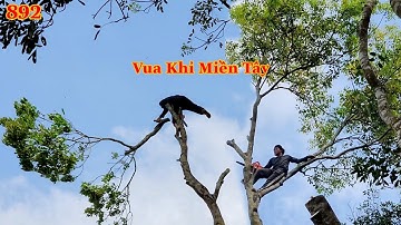 Thót tim ! Vua Khỉ chuyền cành liên tục để cưa mé nhánh cây Xà Cừ, gần dây điện . Cutting nacre tree