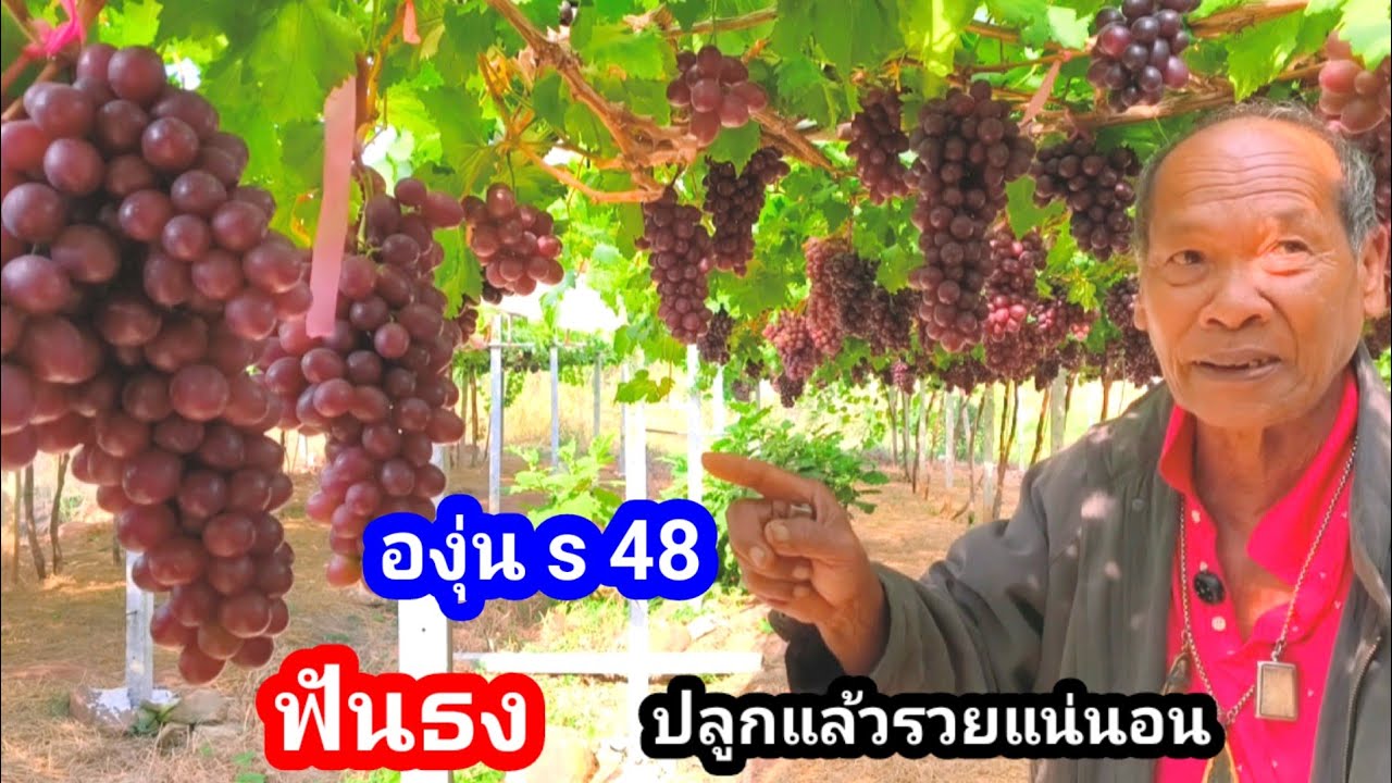 องุ่นสายพันธุ์ทำเงิน!! ปี 2568 พ่อศักดิ์ ไร่เจริญทรัพย์แนะนำพันธุ์นี้ น้ำหนักดีตลาดมีความต้องการสูง