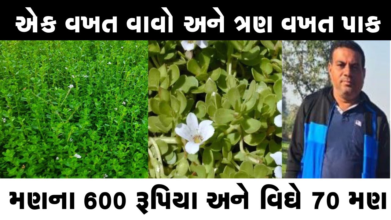 ના ગાય ખાશે, ના ભૂંડ ll એક વર્ષ વાવો અને અનેક શાંતિ ll ના ખાતર ના કોઈ દવાની જરૂર ll  અનોખો પાક ll