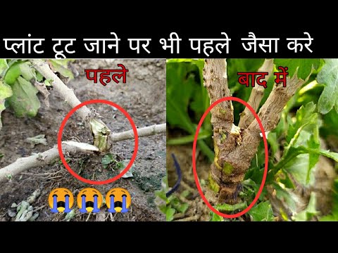 how to fix a broken branch of plants। पौधे की टूटी हुई टहनी को कैसे जोड़े। saurav gardening