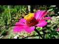 Flowers nature | video cinematic