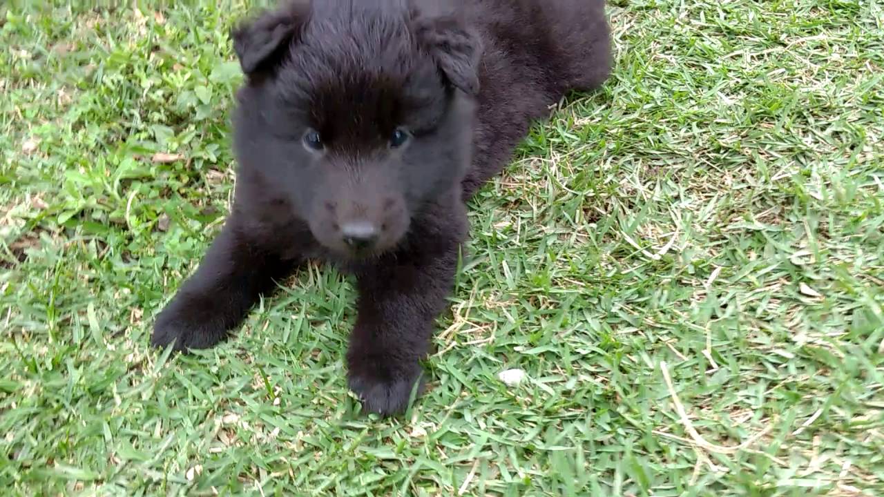 Pastor belga preto bebe Clearance