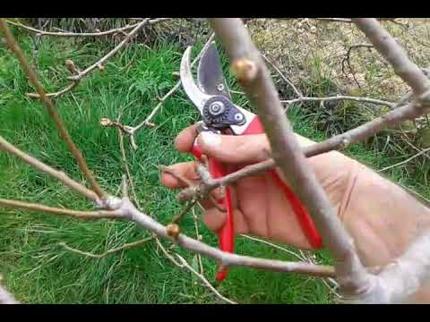 Vídeo: Cuidado De Primavera Para Manzanos De Acuerdo Con Las Reglas. Poda, Alimentación, Protección. Foto