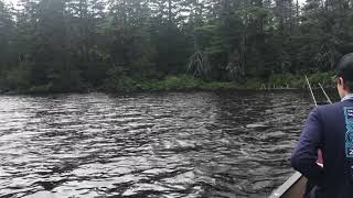 Spectacle Pond Moose Encounter