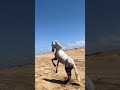 #лошади #funny #horse #horses #live #like #life #жизнь #animal #funny #море #redsea
