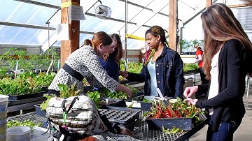 Integrated Studies: Sustainability and Cross-Curricular Connections