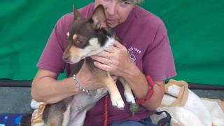 A4959553 Chica | Dachshund/Corgi