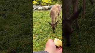 #deer