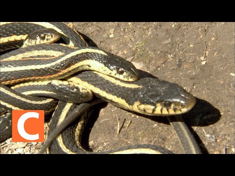 Video: Garter Snake - Thamnophis Reptile Breed Hypoallergenic, Health And Life Span