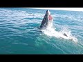 Squalo bianco in Sud Africa - attacco con salto a Gansbaai (white shark - jump attack)