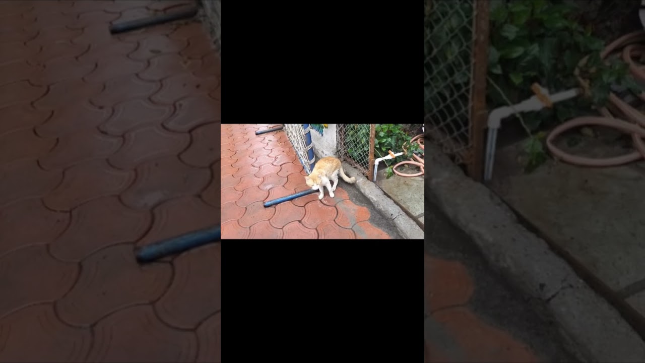 time pass kela sakali morning 🌅😸🏡 Bagh video #trending #marathi