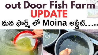 Out Door Fish Farm Updateguppy Farm Uodateaquarium Fish Farmin Telugu Poor Fish Lovers