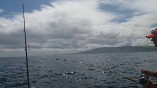 Fishing ireland dogfish