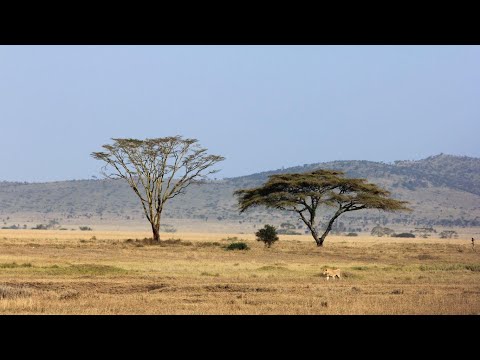 वीडियो: उष्णकटिबंधीय अफ्रीका अपनी विविधता में