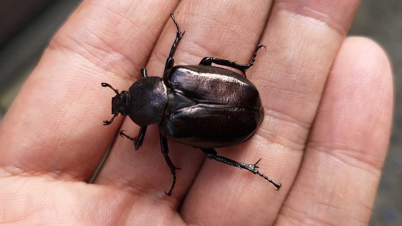 いい匂い オオチャイロハナムグリ 私の飼育では２ ３年で羽化してくるよ Youtube