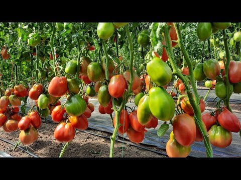 Сорт томатов - Ослиные уши