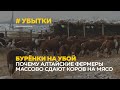 Бедственное положение: алтайские фермеры вынуждены массово сдавать коров на убой