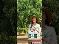 🥭 Cómo Lograr Floración Uniforme y Amarre Masivo en Mango | Combo floración.