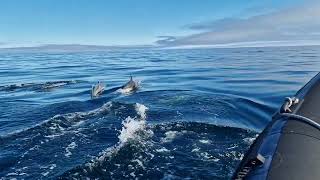 Common dolphins off the Isle of Lewis, Scotland | Whale and Dolphin Conservation