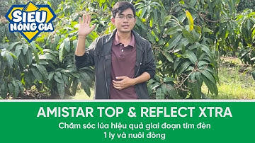 Giải pháp quản lý và phòng trừ bệnh hại trên cây xoài giai đoạn trái non