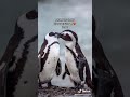 ANIMALS THAT CAN BE GAY Part 1