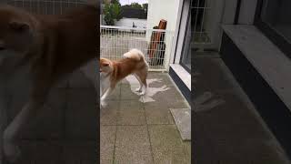 #dog He also did that mess with the toys  #akitainu #funnydog #dogsoftiktok #c