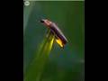 Why do fireflies glow? 😱 #shorts