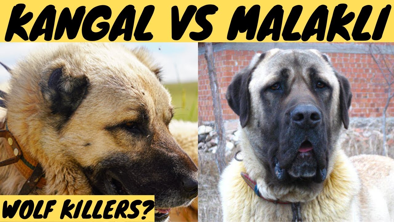 WOLF KILLERS? KANGAL VS MALAKLI dog breeds! YouTube