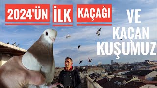 2024'ün İLK KAÇAĞI VE KAÇAN İLK  KUŞUMUZ