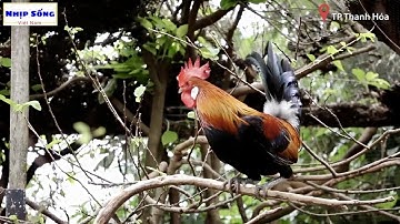 Nuôi gà rừng - TP Thanh Hoá