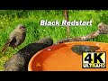 Black Redstart | Phoenicurus Ochruros | Garden Birds | BirdBath | Videos for Cats | 4K 2160p