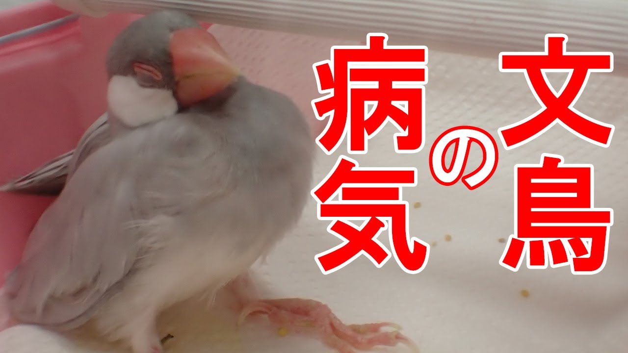 文鳥