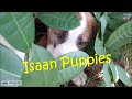 Isaan Puppies