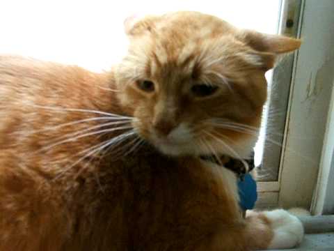  Orange  Tabby Cat  Mad  when kitten moves in house YouTube