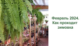 видео: Февраль 2024. Как зимуют мои растения. Прогулка вдоль полочек картинка: Февраль 2024. Как зимуют мои растения. Прогулка вдоль полочек