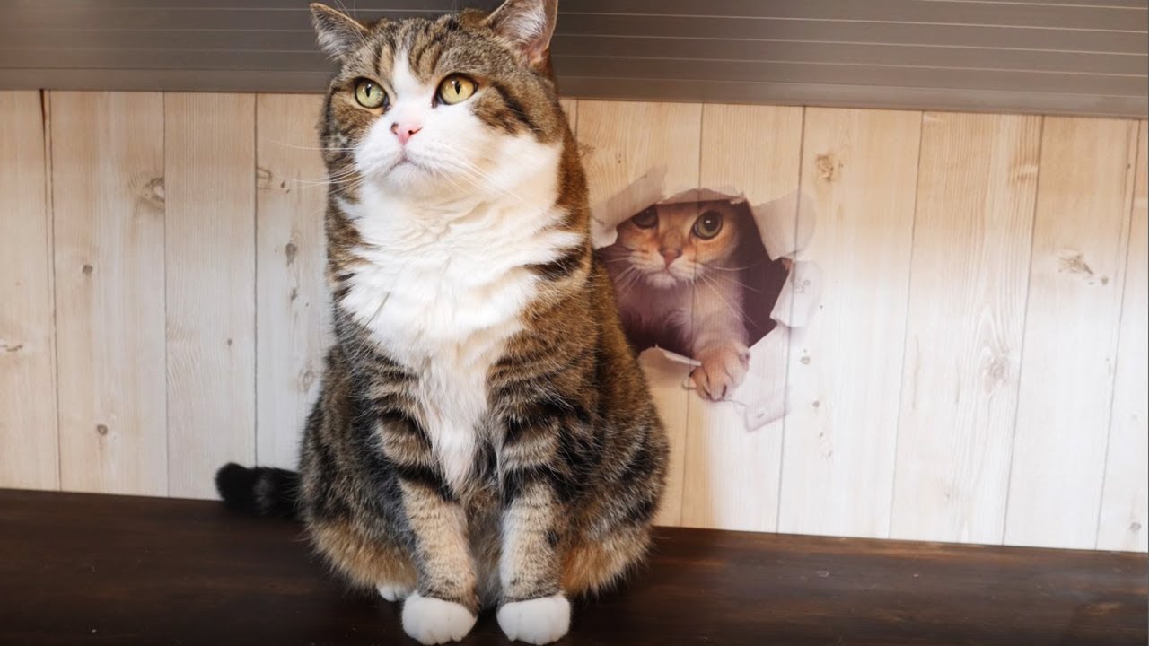 トリックアート】3匹目のねこ（？）とまるとはな。-Third cat(?) and