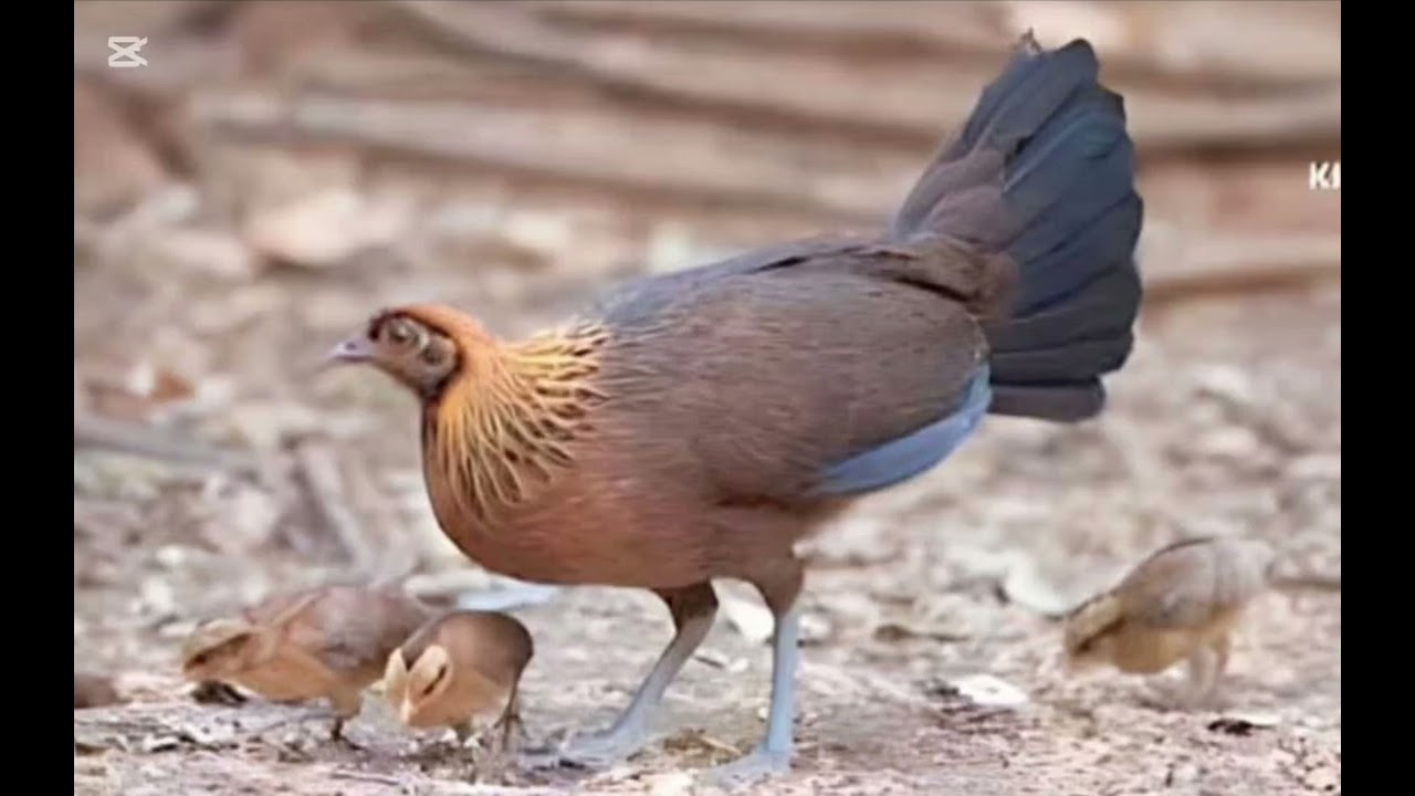 Qaib qus seev dib tuaj zoo