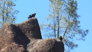 California Condors 726, 463, 692 and 888 atop High Peaks
