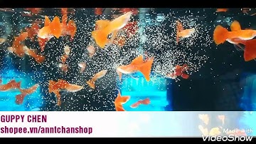Guppy chen - Fullred gen Rb đây dồi !!!!!