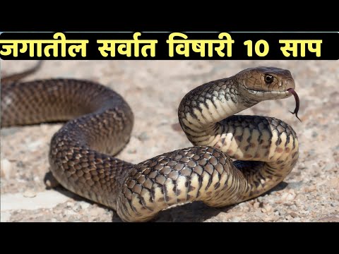 जगातील सर्वात विषारी 10 साप|Top 10 Most Venomous Snakes In The World|Most Dangerous Snakes