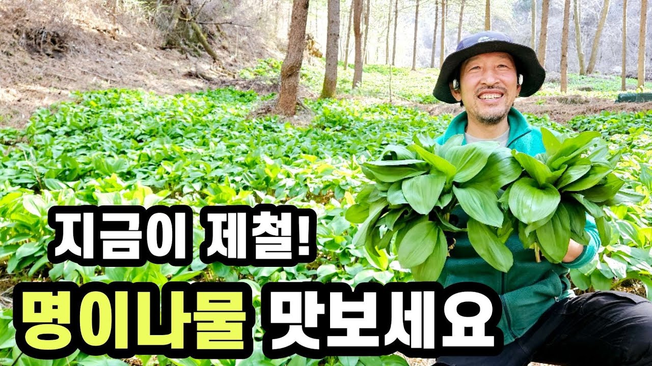 쌉살한 맛이 끝네주는 명이나물드세요 